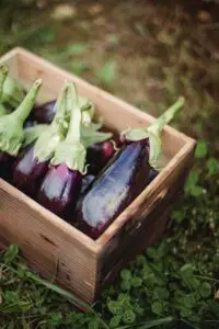 Eggplant - Food that Starts with E