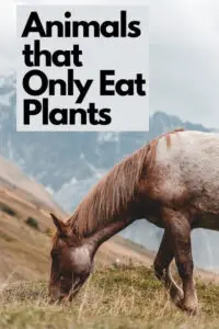 Horse is an animal that only eat plants