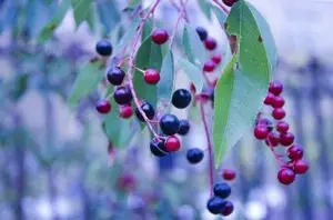 Evergreen Huckleberry Fruit