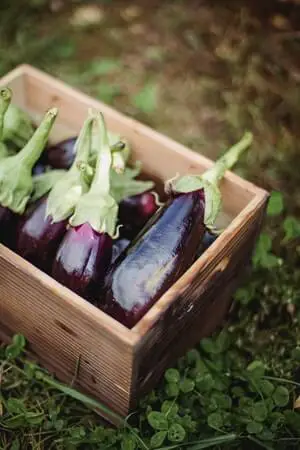 Fruits that start with E - Eggplant