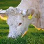 Herbivore cow eating grass