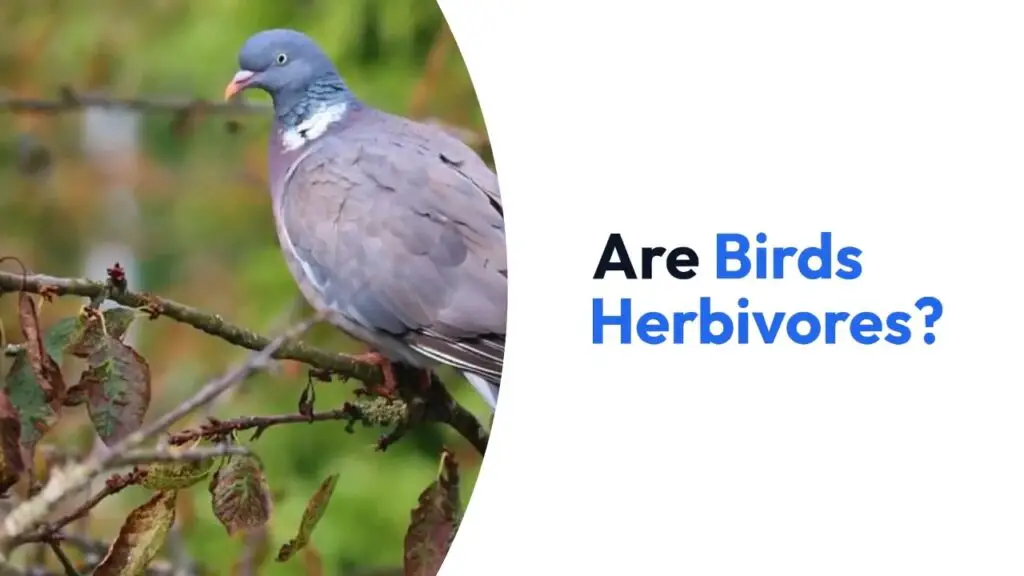 Are Birds Herbivores?