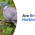 Are Birds Herbivores?
