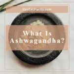What Is Ashwagandha Root and Its Uses?