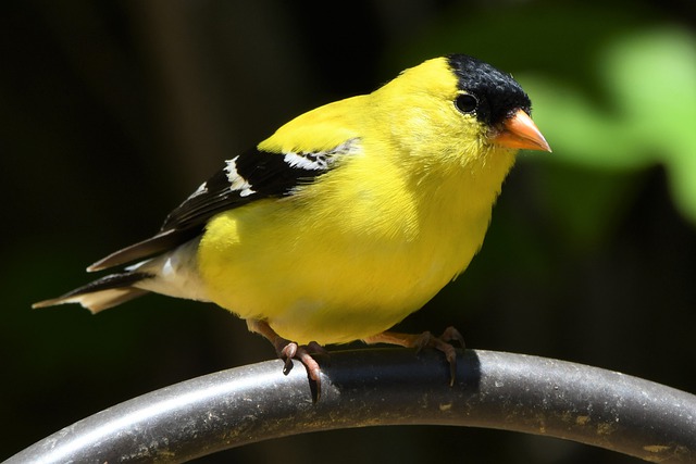 Goldfinch - a herbivore or granivore bird