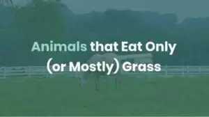 Animals That Eat Only Grass - Which Do & What Are They Called?