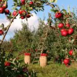 Apple Fruit Trees