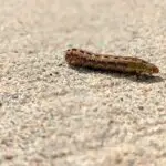 Caterpillar Cutworm