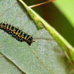 Herbivore or Omnivore? Examining the Diet of Caterpillars
