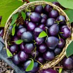 Blue Damson plums in a basket