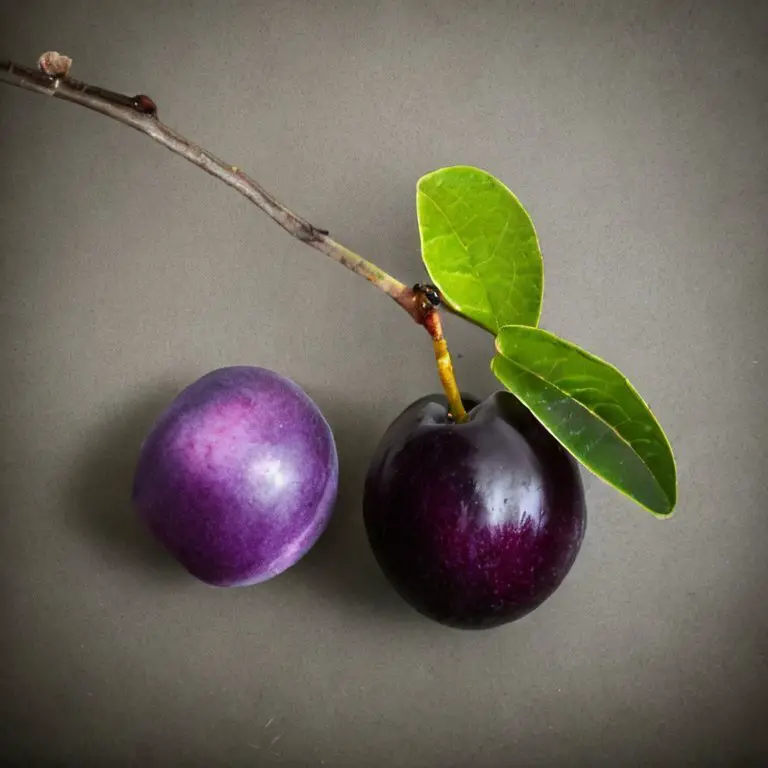 Damson next to a plum