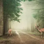 Deer animals eating grass in the forest