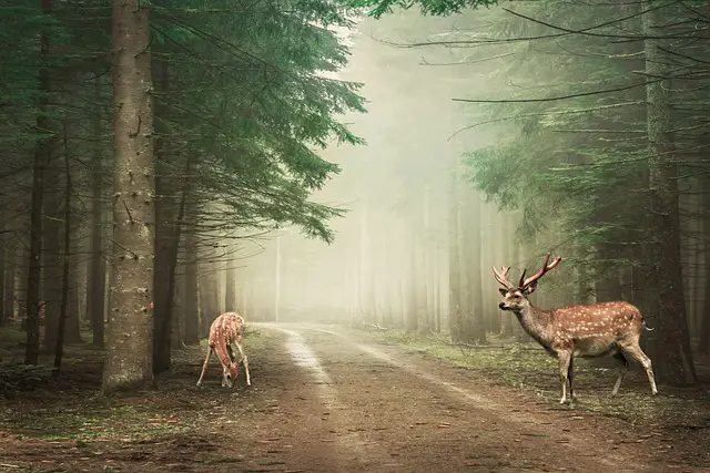 Deer animals eating grass in the forest