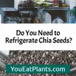 Do You Need to Refrigerate Chia Seeds?