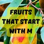 Fruits That Start With The Letter M