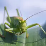 Do Insects Eat Grass? A Close Look