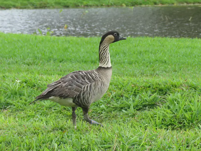 Nene Hawaiian Goose herbivore bird