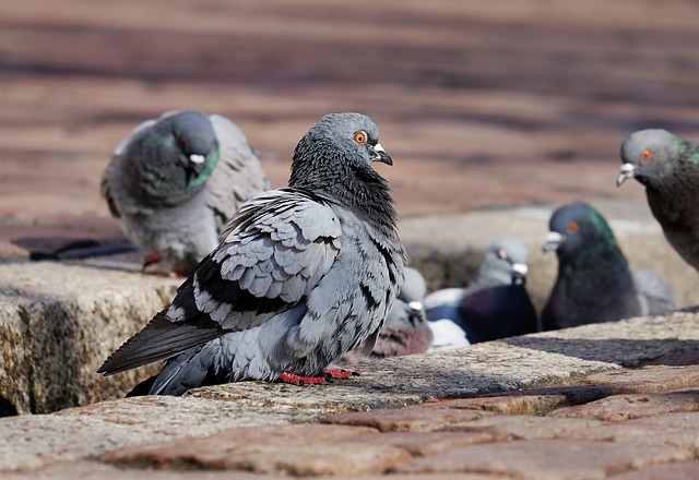 Herbivore pigeons eating seeds