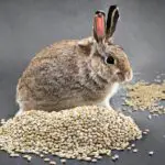 Rabbit with sesame seeds
