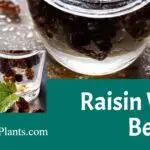 Raisin water benefits
