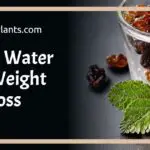 Raisin water for weight loss