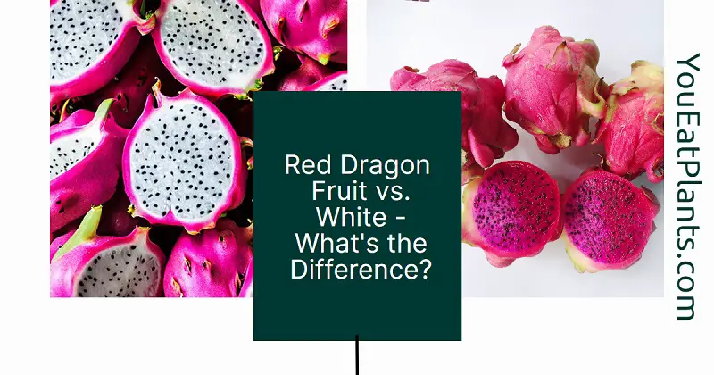 Red dragon fruit vs white
