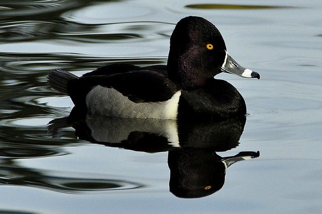 Ringed-necked duck swimming