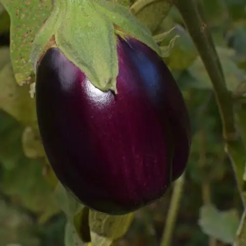 ripe eggplant g6d8173942 1280