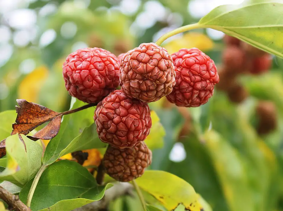 Zhe fruit or Chinese Mulberry